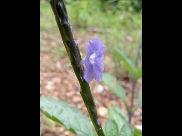 Stachytarpheta indica
Indian Snakeweed (Eng)
Trefwoorden: Plant;Verbenaceae;Bloem;blauw
