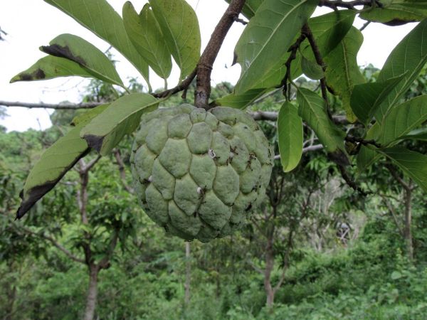 Annona squamosa
Sugar-Apple Tree (Eng) Noi-na (Thai) Plae Teib (Khmer) - fruit
Trefwoorden: Plant;Boom;Annonaceae;vrucht;cultuurgewas
