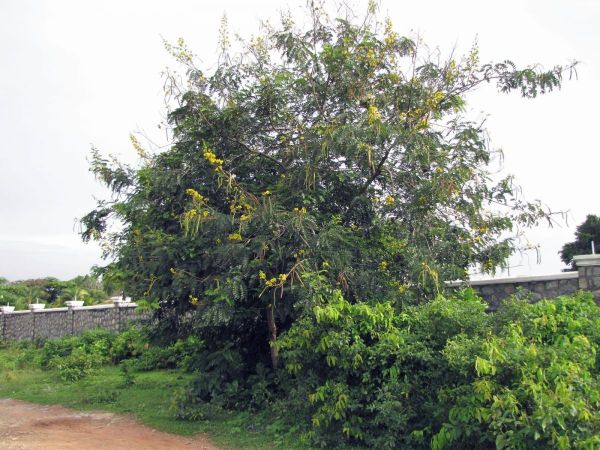 Senna siamea
Cassod Tree (Eng) Khilek (Thai) ângkanh' (Khmer)
Trefwoorden: Plant;Fabaceae;Boom;Bloem;geel