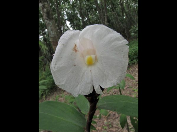 Cheilocostus speciosus
Crêpe Ginger (Eng) Ueang Maai Naa Daang (Thai)
Trefwoorden: Plant;Costaceae;Bloem;wit