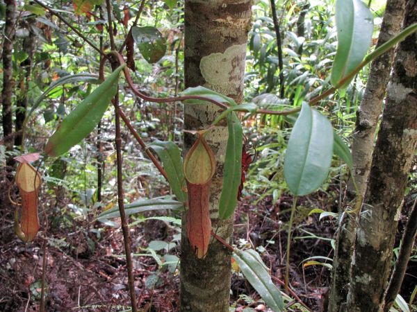 Nepenthes sp.
Trefwoorden: Plant;Nepenthaceae