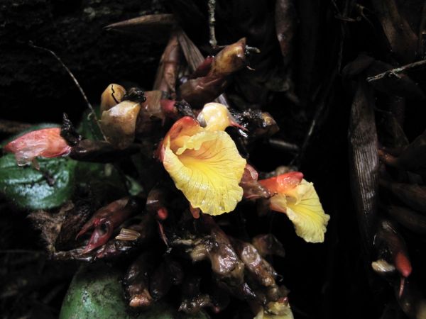 Amomum sp. 
Trefwoorden: Plant;Zingiberaceae;Bloem;geel