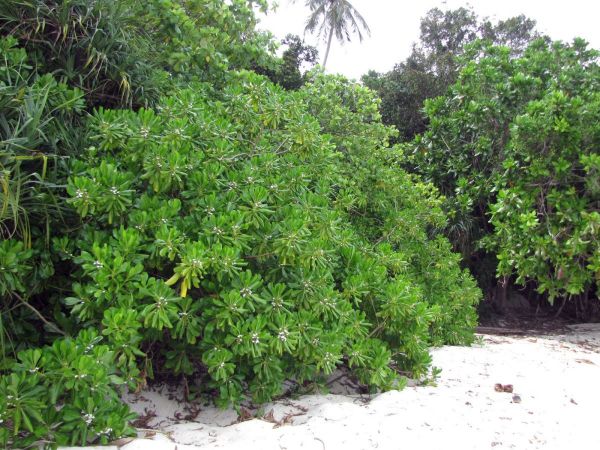 Scaevola taccada
Beach Cabbage, Half Flower (Eng) Merambong (Malay)
Trefwoorden: Plant;Goodeniaceae