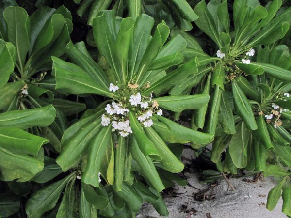Scaevola taccada
Beach Cabbage, Half Flower (Eng) Merambong (Malay)
Trefwoorden: Plant;Goodeniaceae;Bloem;wit