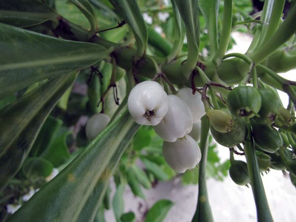 Scaevola taccada
Beach Cabbage, Half Flower (Eng) Merambong (Malay) - fruits
Trefwoorden: Plant;Goodeniaceae;vrucht
