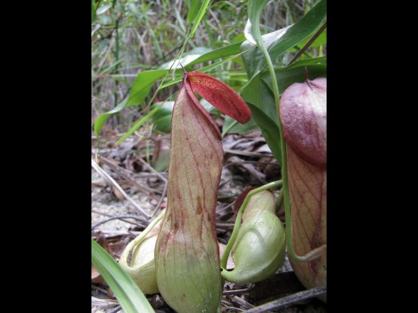 Nepenthes sp.2
Pitcher Plant (Eng) - pitcher
Trefwoorden: Plant;Nepenthaceae