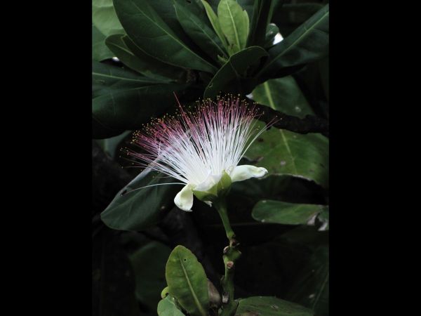 Barringtonia asiatica
Fish Poison Tree (Eng)
Trefwoorden: Plant;Boom;Lecythidaceae;Bloem;wit