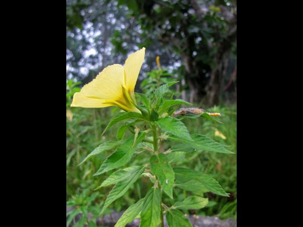 Turnera subulata
Yellow Buttercup, Dark-Eyed Turnera (Eng)
Trefwoorden: Plant;Passifloraceae;Bloem;geel;wit
