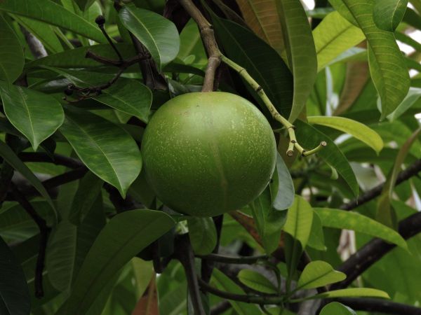 Cerbera manghas
Sea Mango (Eng) Bintaro (Malay) - fruit
Trefwoorden: Plant;Boom;Apocynaceae;vrucht
