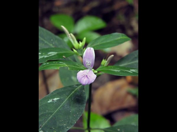 Dicliptera; D. paniculata
Foldwing (Eng)
Keywords: Plant;Acanthaceae;Bloem;roze
