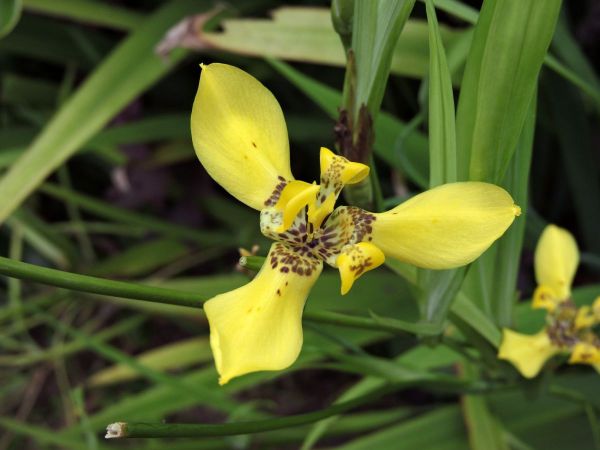 Trimezia martinicensis
Yellow Walking Iris (Eng)
Keywords: Plant;Iridaceae;Bloem;geel