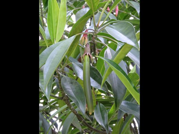 Bruguiera gymnorrhiza
Putut (Ind) Black Mangrove (Eng) - fruit
Trefwoorden: Plant;Rhizophoraceae;vrucht