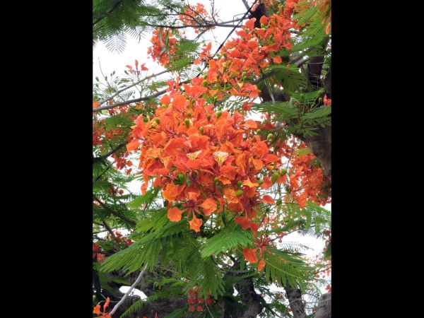 Delonix regia
Bunga flamboyan (Ind) Flame Tree (Eng)
Trefwoorden: Plant;Fabaceae;Boom;Bloem;oranje