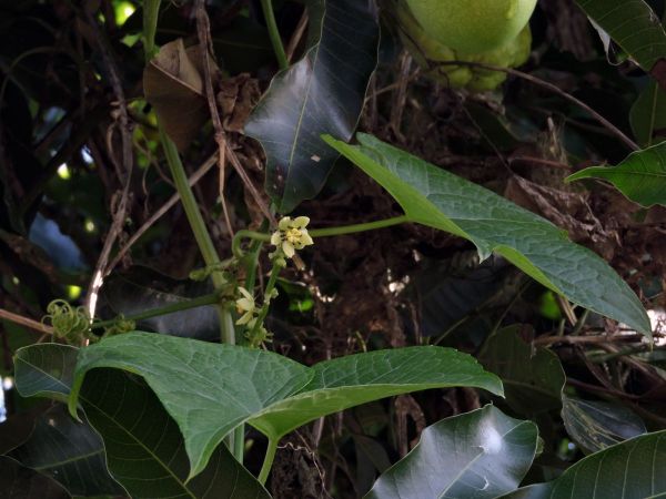 Sechium edule
Chayote (Eng) Labu Jipang (Ind)
Trefwoorden: Plant;Cucurbitaceae;Bloem;groen;wit;cultuurgewas;klimplant
