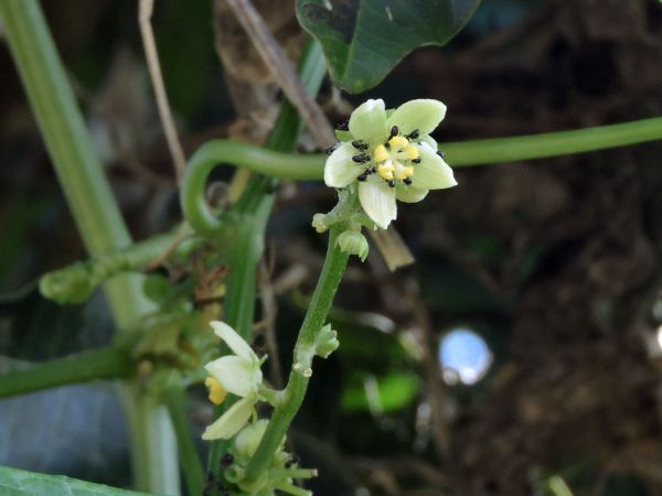 Sechium edule
Chayote (Eng) Labu Jipang (Ind) - with ants collecting nectar
Trefwoorden: Plant;Cucurbitaceae;Bloem;groen;wit;cultuurgewas;klimplant
