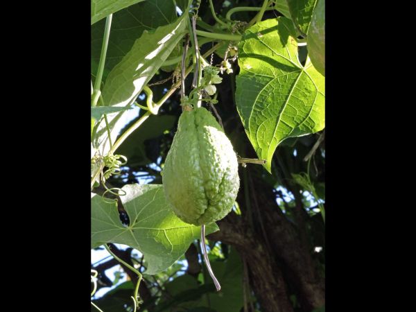 Sechium edule
Chayote (Eng) Labu Jipang (Ind) - fruit
Trefwoorden: Plant;Cucurbitaceae;vrucht;cultuurgewas;klimplant