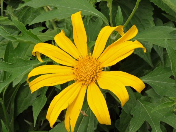 Tithonia diversifolia
Marigold, Mexican Sunflower (Eng) Kembang Bulan, Daun Paitan (Ind) 
Keywords: Plant;Asteraceae;Bloem;geel