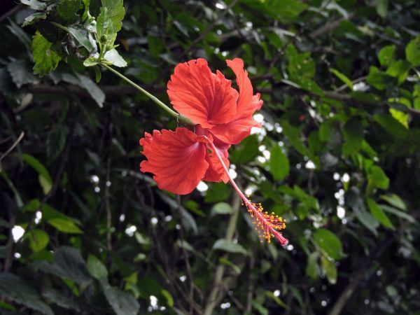 Hibiscus rosa-sinensis
Chinese Hibiscus (Eng) Kembang sepatu (Ind)
Trefwoorden: Plant;Malvaceae;Bloem;rood