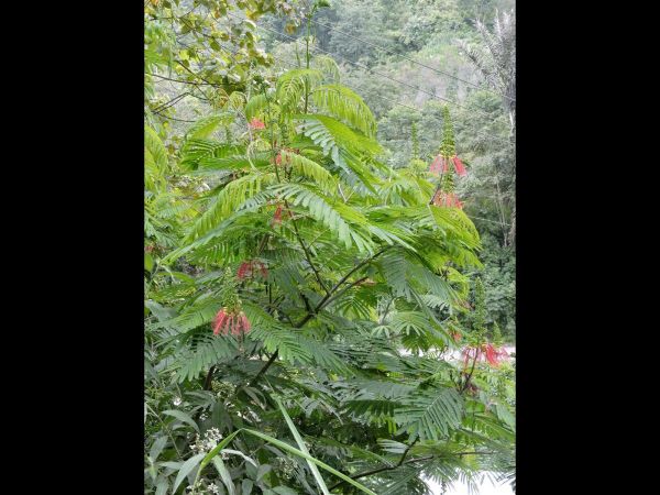 Calliandra calothyrsus
Red Callandria (Eng) Kaliandra Merah (Ind)
Trefwoorden: Plant;Fabaceae;Bloem;geel;rood