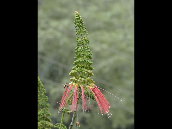 Calliandra calothyrsus
Red Callandria (Eng) Kaliandra Merah (Ind)
Trefwoorden: Plant;Fabaceae;Bloem;geel;rood