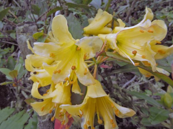 Rhododendron sessilifolium
Keywords: Plant;Ericaceae;Bloem;geel
