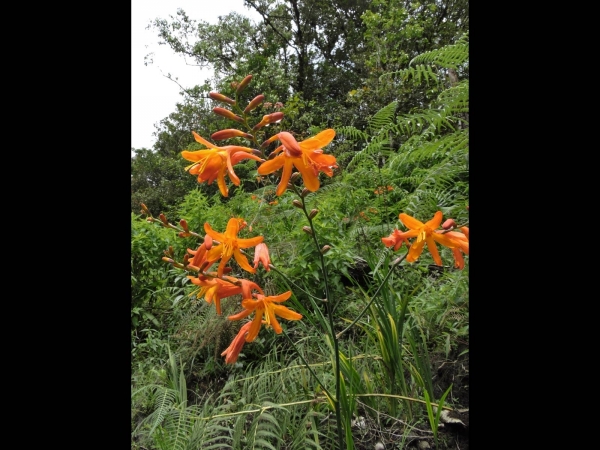 Crocosmia crocosmiiflora
Montbretia (Eng/Ned)
Trefwoorden: Plant;Iridaceae;Bloem;oranje