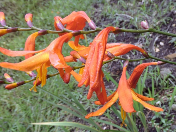 Crocosmia crocosmiiflora
Montbretia (Eng/Ned)
Trefwoorden: Plant;Iridaceae;Bloem;oranje