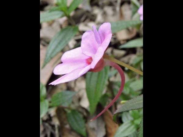 Impatiens platypetala magenta
Trefwoorden: Plant;Balsaminaceae;Bloem;roze;rood