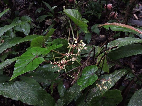 Begonia sp. 
Trefwoorden: Plant;Begoniaceae;Bloem;wit