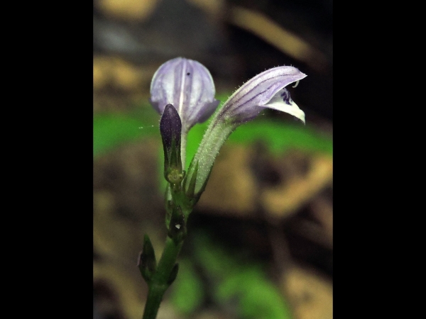 Gymnostachyum decurrens
Trefwoorden: Plant;Acanthaceae;Bloem;purper;paars