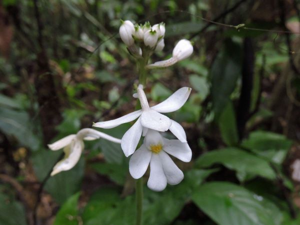 Calanthe; C. ceciliae
Cecilia's Calanthe (Eng)
Trefwoorden: Plant;Orchidaceae;Bloem;wit