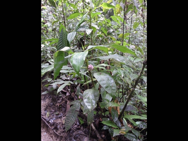 Amischotolype mollissima
Graceful Forrestia (Eng) Kerok Batok, Gewor, Celi Badak (Ind)
Keywords: Plant;Commelinaceae;Bloem;roze