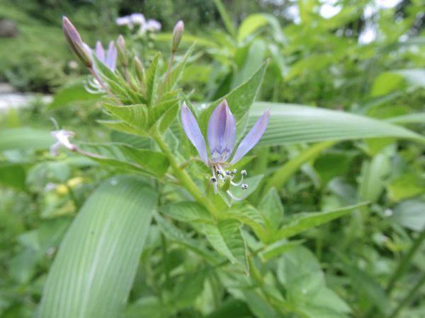 Cleome rutidosperma
Fringed Spider Flower, Purple Cleome (Eng)
Trefwoorden: Plant;Cleomaceae;Bloem;purper;violet