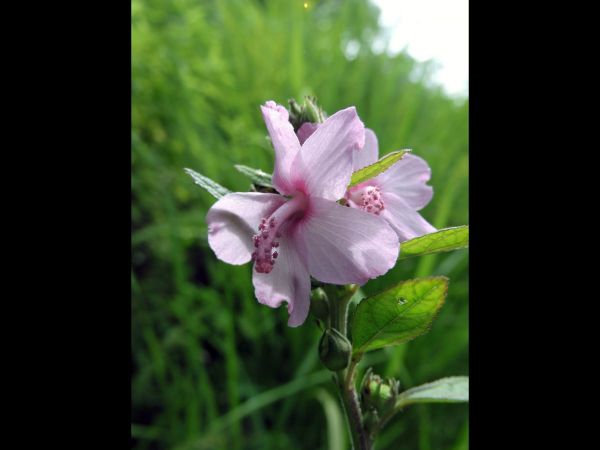 Urena lobata
Caesarweed (Eng) Pulutan (Ind)
Keywords: Plant;Malvaceae;Bloem;roze