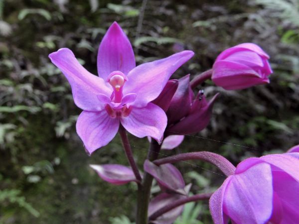 Spathoglottis spicata
Ground Orchid (Eng)
Trefwoorden: Plant;Orchidaceae;Bloem;purper