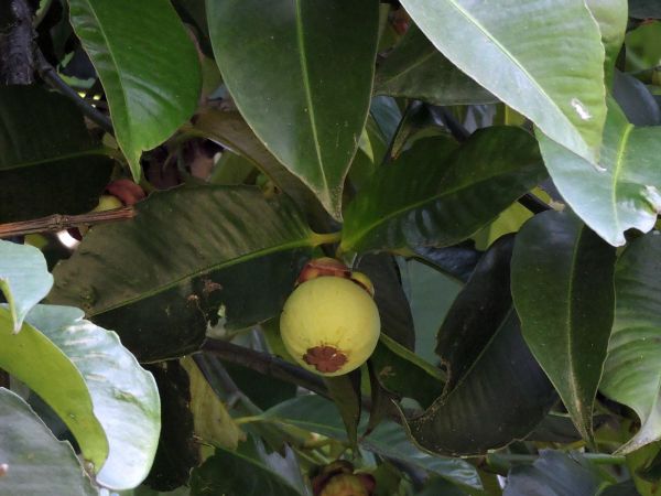 Garcinia mangostana
Mangosteen (Eng) Manggis (Ind) - fruit
Trefwoorden: Clusiaceae;Boom;vrucht;cultuurgewas