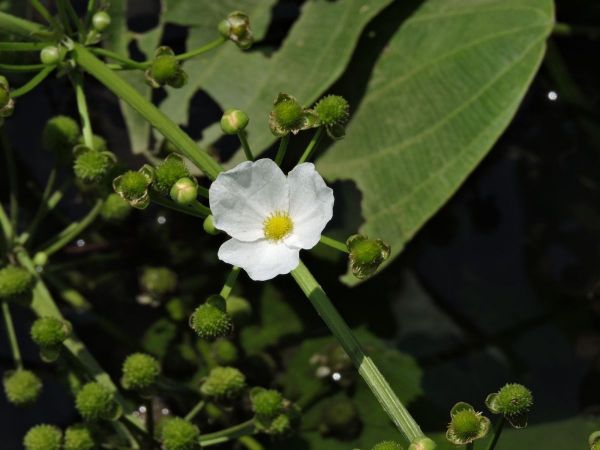 Echinodorus cordifolius
Creeping Burhead (Eng)
Trefwoorden: Plant;Alismataceae;Bloem;wit;waterplant