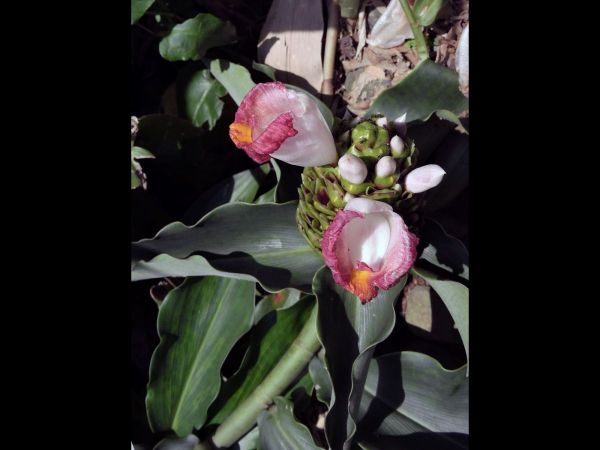 Costus lucanusianus
African Spiral Flag (Eng)
Trefwoorden: Plant;Costaceae;Bloem;wit;purper