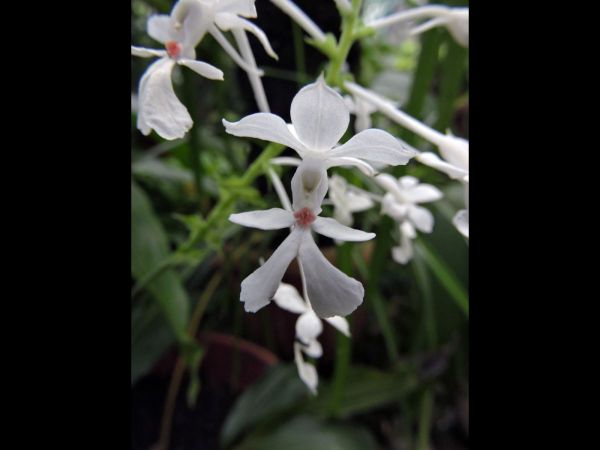 Calanthe triplicata
Christmas Orchid (Eng)
Trefwoorden: Plant;Orchidaceae;Bloem;wit