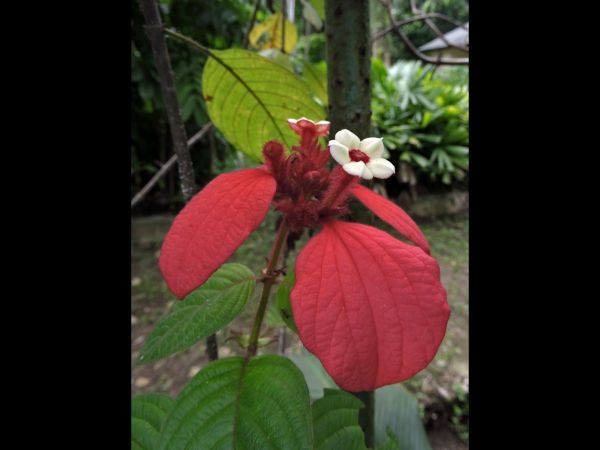 Mussaenda erythrophylla
Red Flag Bush (Eng)
Trefwoorden: Plant;Rubiaceae;Bloem;rood;wit