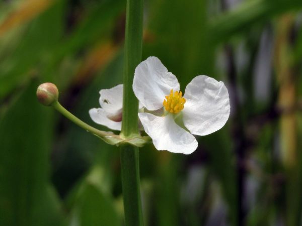 Sagittaria sagittifolia
Arrowhead (Eng) 
Trefwoorden: Plant;Alismataceae;Bloem;wit;waterplant