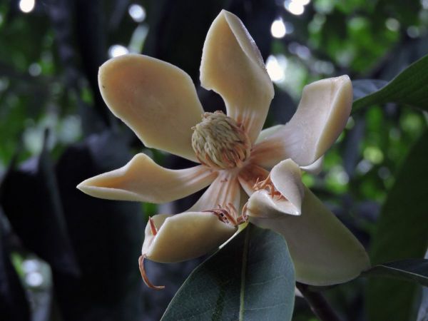 Magnolia liliifera
Egg Magnolia (Eng) Cempaka Gondok (Ind)
Trefwoorden: Plant;Boom;Magnoliaceae;Bloem;wit
