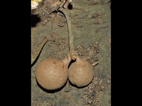 Stelechocarpus burahol
Kepel Apple (Eng) Kepel (Ind) - fruits
Keywords: Plant;Boom;Annonaceae;vrucht