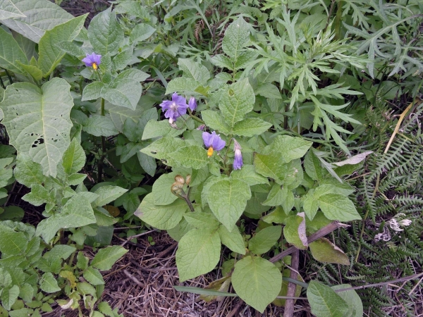 Solanum tuberosum
Potato (Eng) Kentang (Ind) Aardappel (Ned)
Trefwoorden: Plant;Solanaceae;Bloem;paars;cultuurgewas