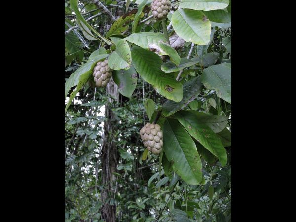 Annona sp.
Sugar Apple (Eng)
Trefwoorden: Annonaceae;vrucht