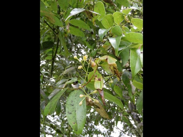 Cinnamomum camphora
Kamphor Tree (Eng) Laurel Kamper (Ind)
Trefwoorden: Plant;Boom;Lauraceae;Bloem;wit