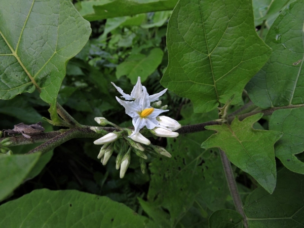 Solanum torvum
Turkye Berry (Eng) Takokak (ind) 
Trefwoorden: Plant;Solanaceae;Bloem;wit