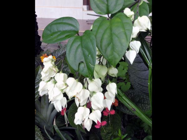 Clerodendrum thomsoniae
Bleeding Heart Vine (Eng)
Trefwoorden: Plant;Lamiaceae;Bloem;wit;rood