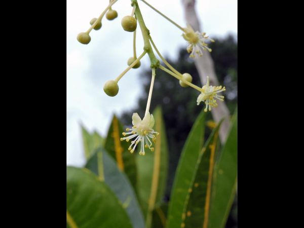 Codiaeum variegatum
Garden Croton (Eng) Puring (Ind) 
Trefwoorden: Plant;Euphorbiaceae;Bloem;wit