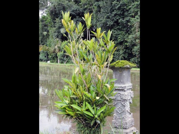 Codiaeum variegatum
Garden Croton (Eng) Puring (Ind) 
Trefwoorden: Plant;Euphorbiaceae;Bloem;wit